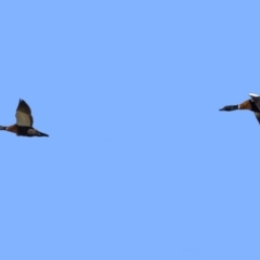 Tadorna tadornoides (Australian Shelduck) at Tuggeranong Creek to Monash Grassland - 18 Jul 2021 by RodDeb