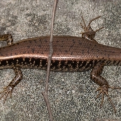 Eulamprus quoyii (Eastern Water Skink) at Blue Mountains National Park - 2 Jan 2008 by PatrickCampbell