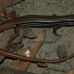 Ctenotus taeniolatus (Copper-tailed Skink) at Warrimoo, NSW - 22 Aug 2006 by PatrickCampbell