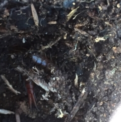 Unidentified Centipede (Chilopoda) (TBC) at Hughes, ACT - 11 Jul 2021 by JaceWT