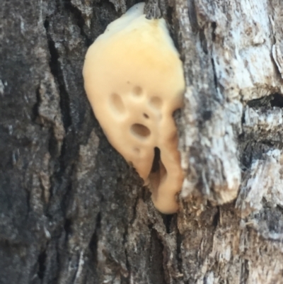 Hexagonia vesparia (Wasp Nest Polypore) at Red Hill to Yarralumla Creek - 11 Jul 2021 by JaceWT