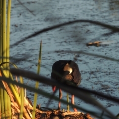 Porphyrio melanotus (Australasian Swamphen) at Isabella Plains, ACT - 4 Apr 2021 by michaelb