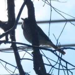 Pachycephala pectoralis at Macarthur, ACT - 4 Jul 2021