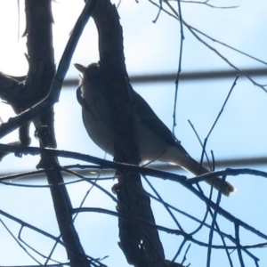 Pachycephala pectoralis at Macarthur, ACT - 4 Jul 2021