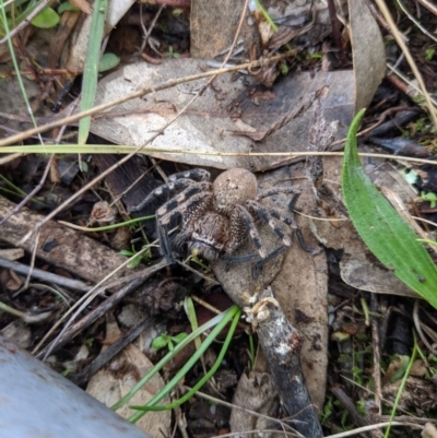 Neosparassus sp. (genus) (Badge huntsman) at Majura, ACT - 19 Jul 2021 by WalterEgo