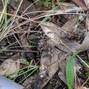 Neosparassus sp. (genus) at Majura, ACT - 19 Jul 2021