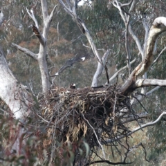 Aquila audax (Wedge-tailed Eagle) at Mount Ainslie - 18 Jul 2021 by jb2602