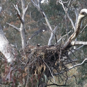 Aquila audax at Majura, ACT - 18 Jul 2021