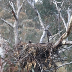 Aquila audax at Majura, ACT - 18 Jul 2021