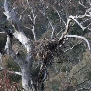 Aquila audax at Majura, ACT - 18 Jul 2021