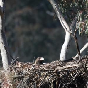 Aquila audax at Majura, ACT - 18 Jul 2021