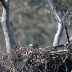 Aquila audax at Majura, ACT - 18 Jul 2021