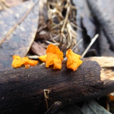 Heterotextus sp. (A yellow saprophytic jelly fungi) at Bolaro, NSW - 11 Jul 2021 by DavidMcKay