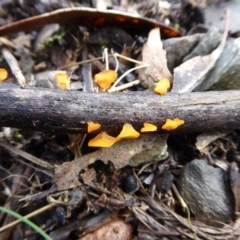 Heterotextus sp. at Bolaro, NSW - 11 Jul 2021