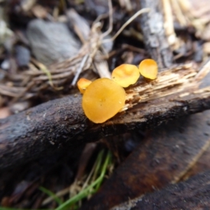 Heterotextus sp. at Bolaro, NSW - 11 Jul 2021