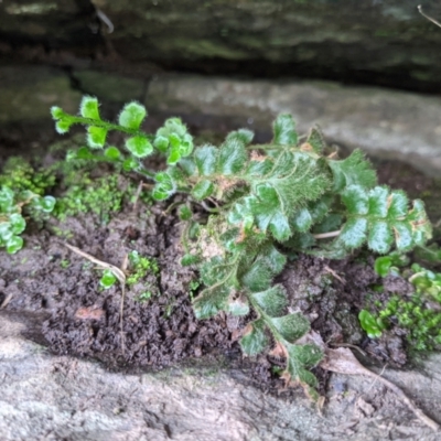 Pleurosorus rutifolius (Blanket Fern) at Red Light Hill Reserve - 19 Jul 2021 by ChrisAllen