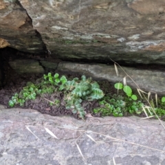 Asplenium subglandulosum at Springdale Heights, NSW - 19 Jul 2021 12:43 PM