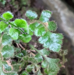 Asplenium subglandulosum at Springdale Heights, NSW - 19 Jul 2021 12:43 PM