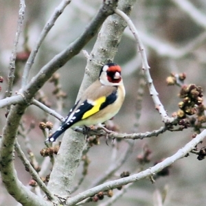 Carduelis carduelis at Wodonga, VIC - 18 Jul 2021