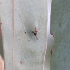 Unidentified Insect at Castle Creek, VIC - 18 Jul 2021 by Kyliegw