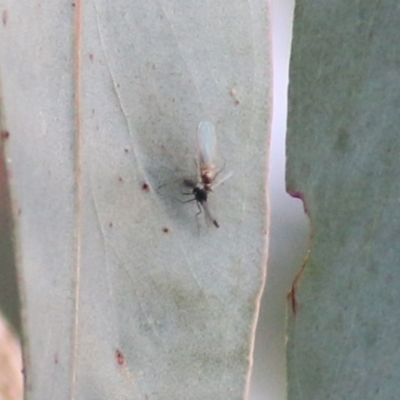 Unidentified Insect at Wodonga - 18 Jul 2021 by Kyliegw