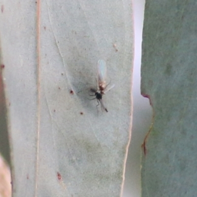 Unidentified Insect at Castle Creek, VIC - 18 Jul 2021 by Kyliegw