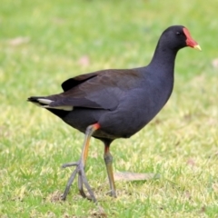 Gallinula tenebrosa (Dusky Moorhen) at Les Stone Park - 18 Jul 2021 by Kyliegw