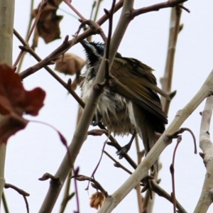 Entomyzon cyanotis at Wodonga, VIC - 18 Jul 2021