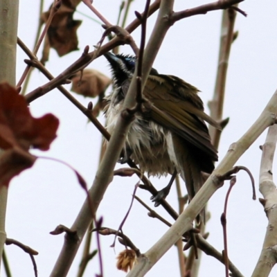 Entomyzon cyanotis (Blue-faced Honeyeater) at Les Stone Park - 18 Jul 2021 by Kyliegw