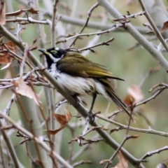 Entomyzon cyanotis at Wodonga, VIC - 18 Jul 2021