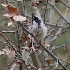Entomyzon cyanotis at Wodonga, VIC - 18 Jul 2021 02:45 PM