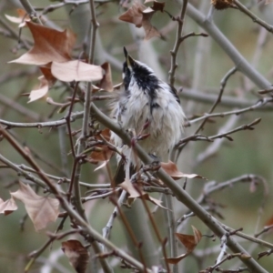 Entomyzon cyanotis at Wodonga, VIC - 18 Jul 2021