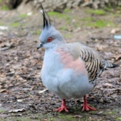 Ocyphaps lophotes (Crested Pigeon) at Wodonga, VIC - 18 Jul 2021 by Kyliegw