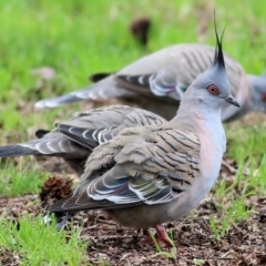 Ocyphaps lophotes at Wodonga, VIC - 18 Jul 2021