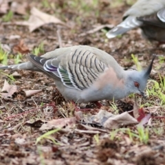 Ocyphaps lophotes at Wodonga, VIC - 18 Jul 2021