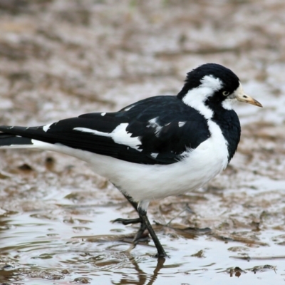 Grallina cyanoleuca (Magpie-lark) at Wodonga, VIC - 18 Jul 2021 by Kyliegw