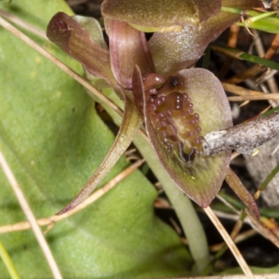 Chiloglottis turfosa (Bog bird orchid) by DerekC