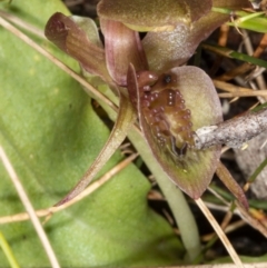 Chiloglottis turfosa (Bog bird orchid) at Cotter River, ACT - 6 Feb 2021 by DerekC