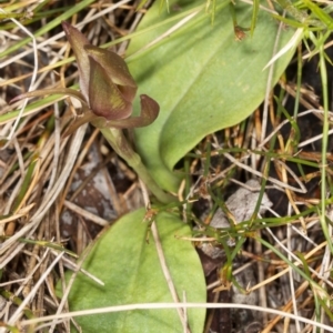 Chiloglottis turfosa at suppressed - 7 Feb 2021