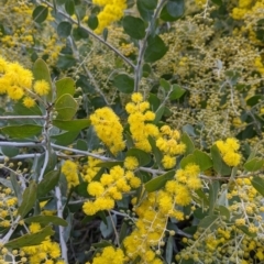 Acacia podalyriifolia (Queensland Silver Wattle) at Albury - 19 Jul 2021 by Darcy
