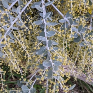 Acacia podalyriifolia at East Albury, NSW - 19 Jul 2021