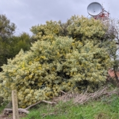 Acacia podalyriifolia at East Albury, NSW - 19 Jul 2021