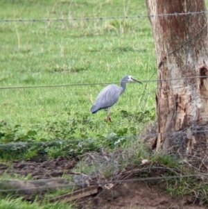 Egretta novaehollandiae at Wirlinga, NSW - 19 Jul 2021 12:04 PM