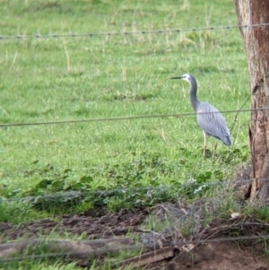 Egretta novaehollandiae at Wirlinga, NSW - 19 Jul 2021 12:04 PM