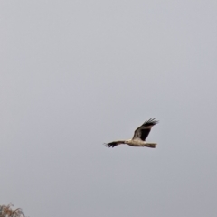 Haliastur sphenurus (Whistling Kite) at Albury - 19 Jul 2021 by Darcy