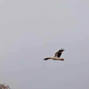 Haliastur sphenurus at Wirlinga, NSW - 19 Jul 2021