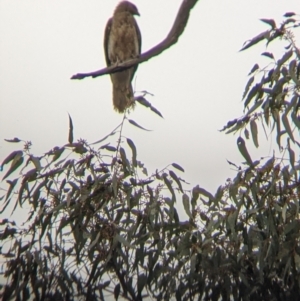 Haliastur sphenurus at Wirlinga, NSW - 19 Jul 2021