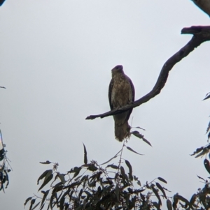 Haliastur sphenurus at Wirlinga, NSW - 19 Jul 2021