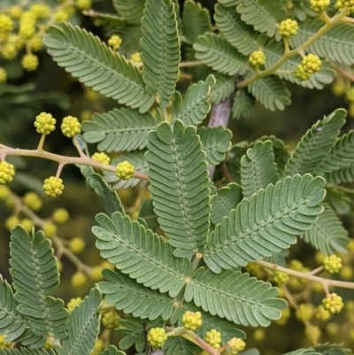 Acacia baileyana x Acacia decurrens (Cootamundra Wattle x Green Wattle (Hybrid)) at Thurgoona, NSW - 19 Jul 2021 by Darcy
