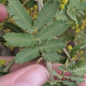 Acacia baileyana x Acacia decurrens at Thurgoona, NSW - 19 Jul 2021